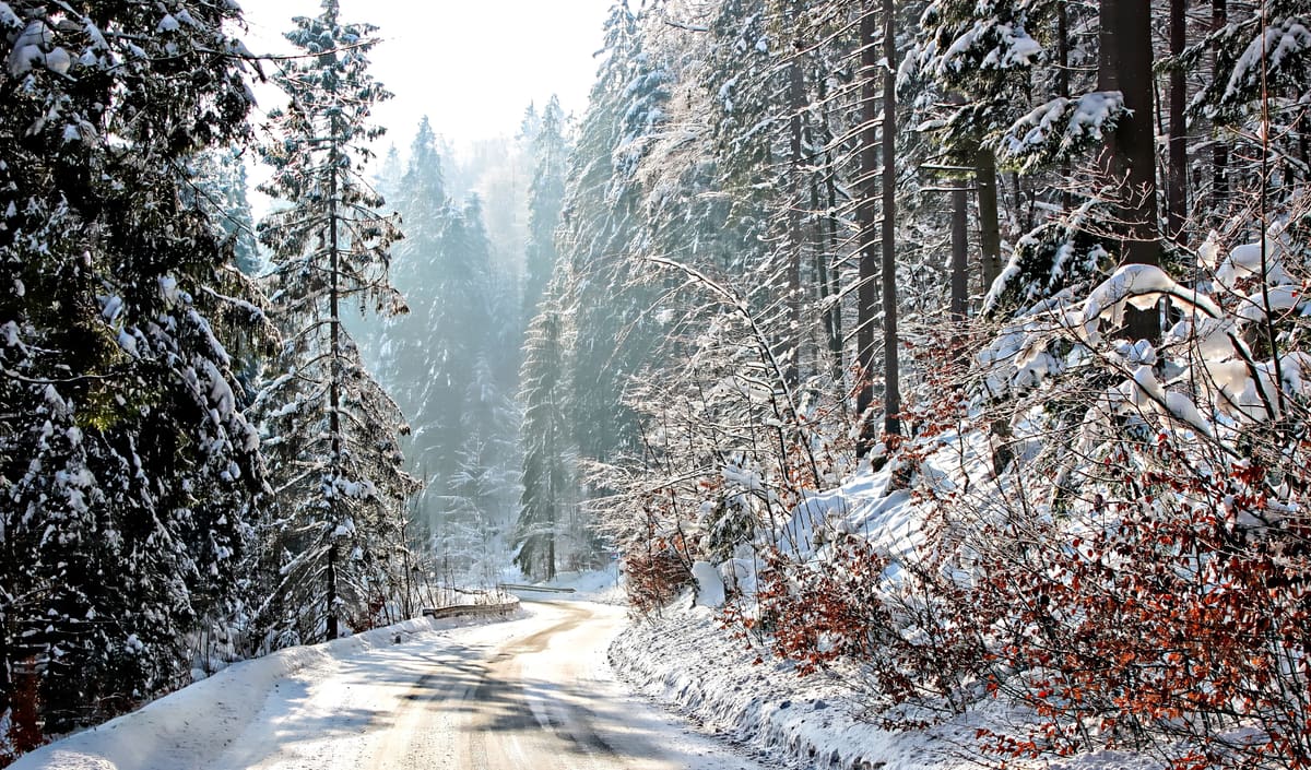 Forest Road